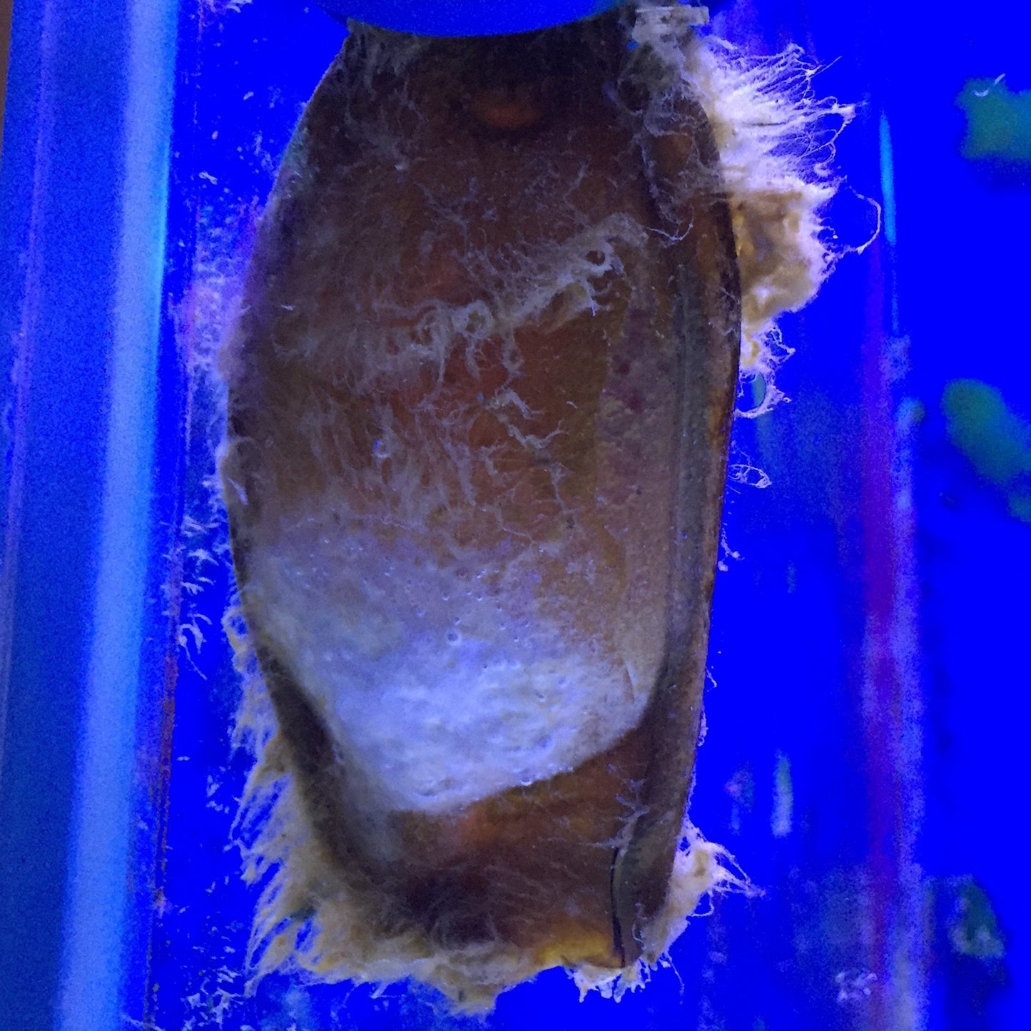 Bamboo Shark Eggs