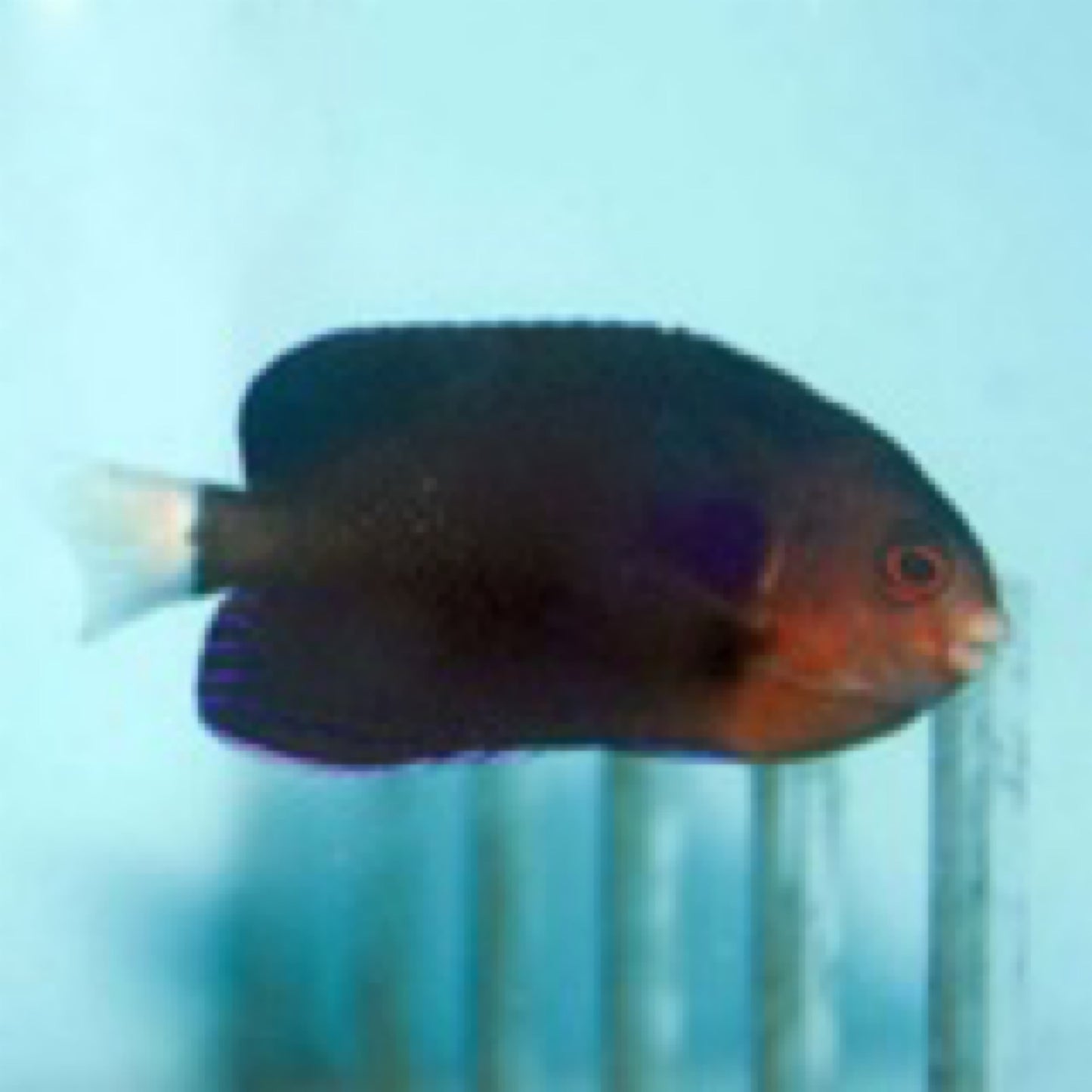Whitetail Pygmy Angelfish