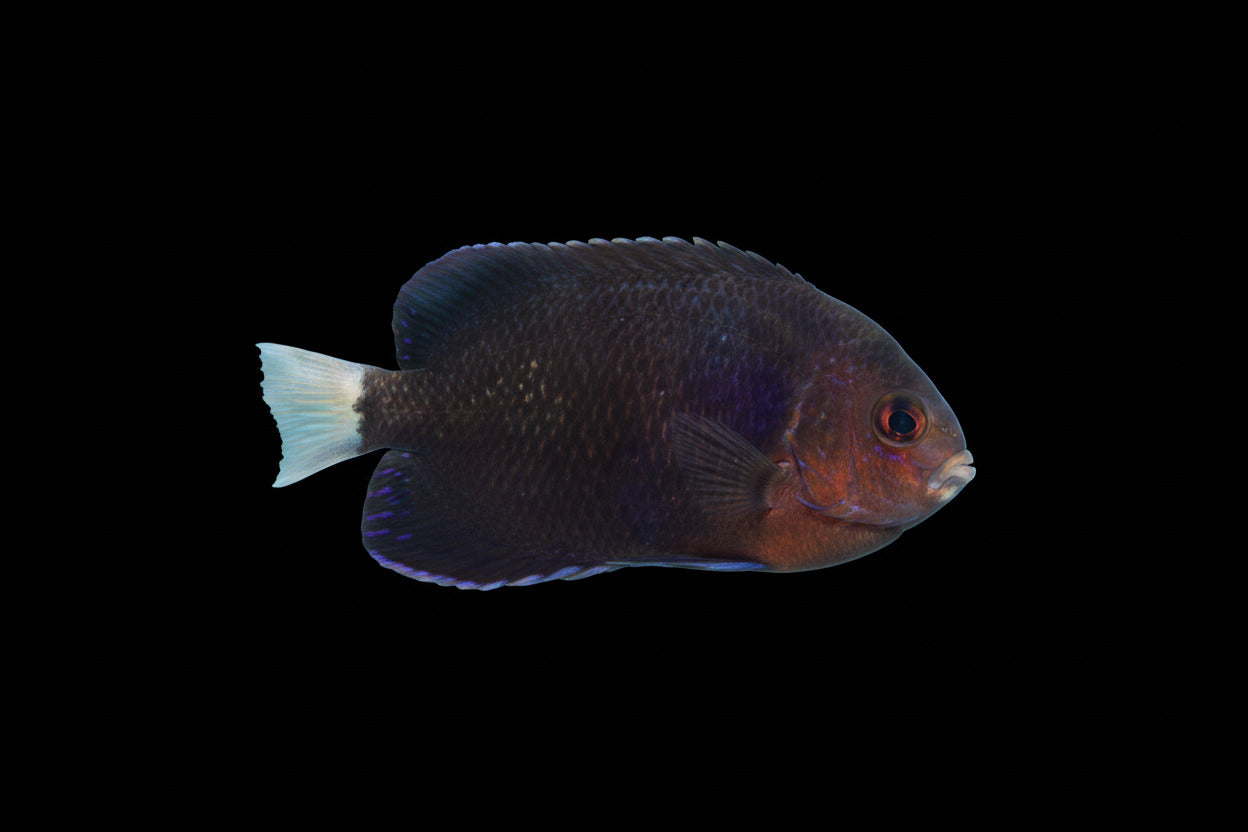Whitetail Pygmy Angelfish