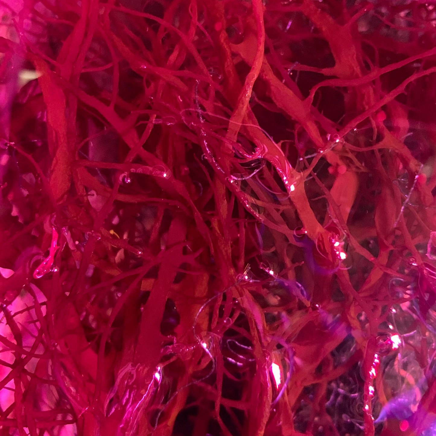Dragons Breath Macro Algae (Gracilaria Hayi)