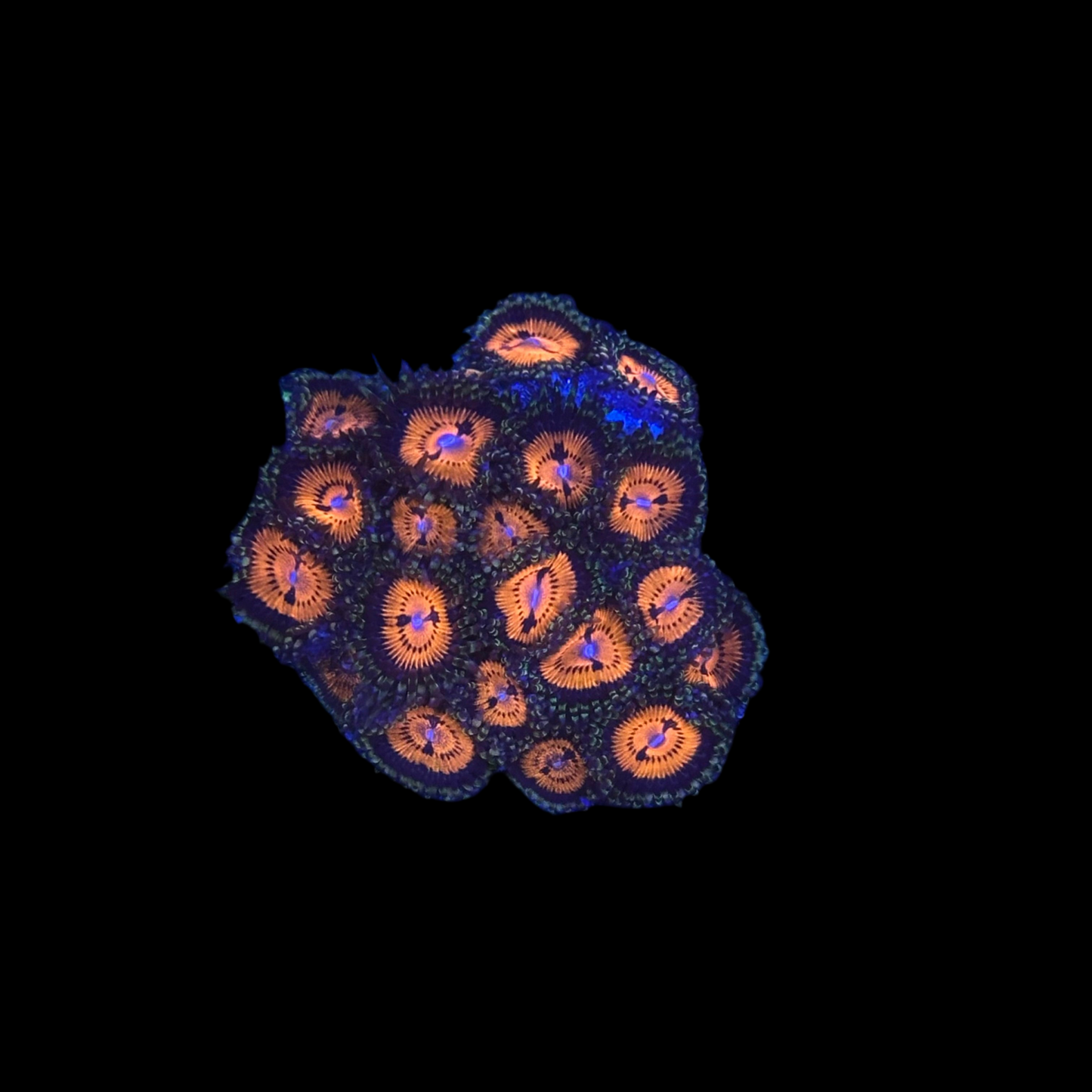Bloodsucker Zoanthids wysiwyg