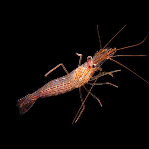 Biota Captive Bred Peppermint Shrimp Lysmata Wurdemmani small
