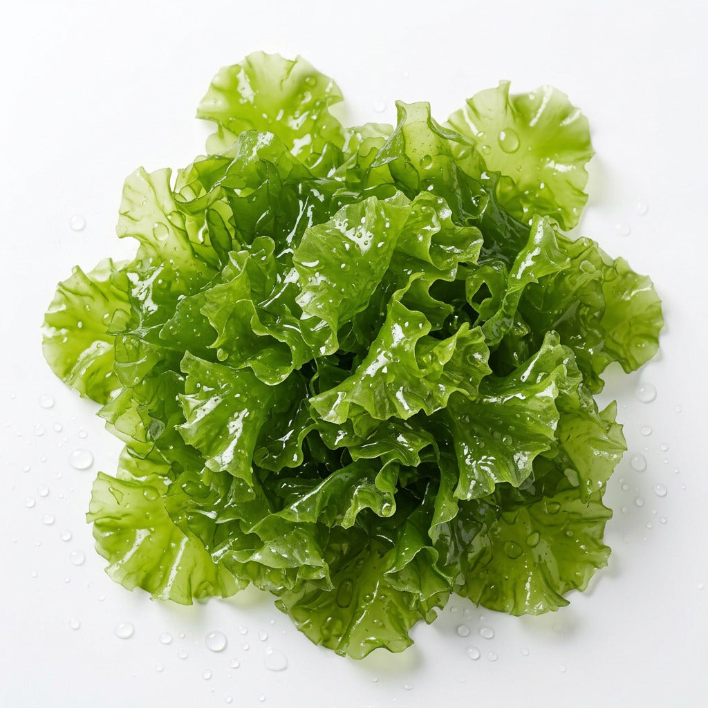 Sea Lettuce (Ulva lactuca) Concrete Blonde Aquatics