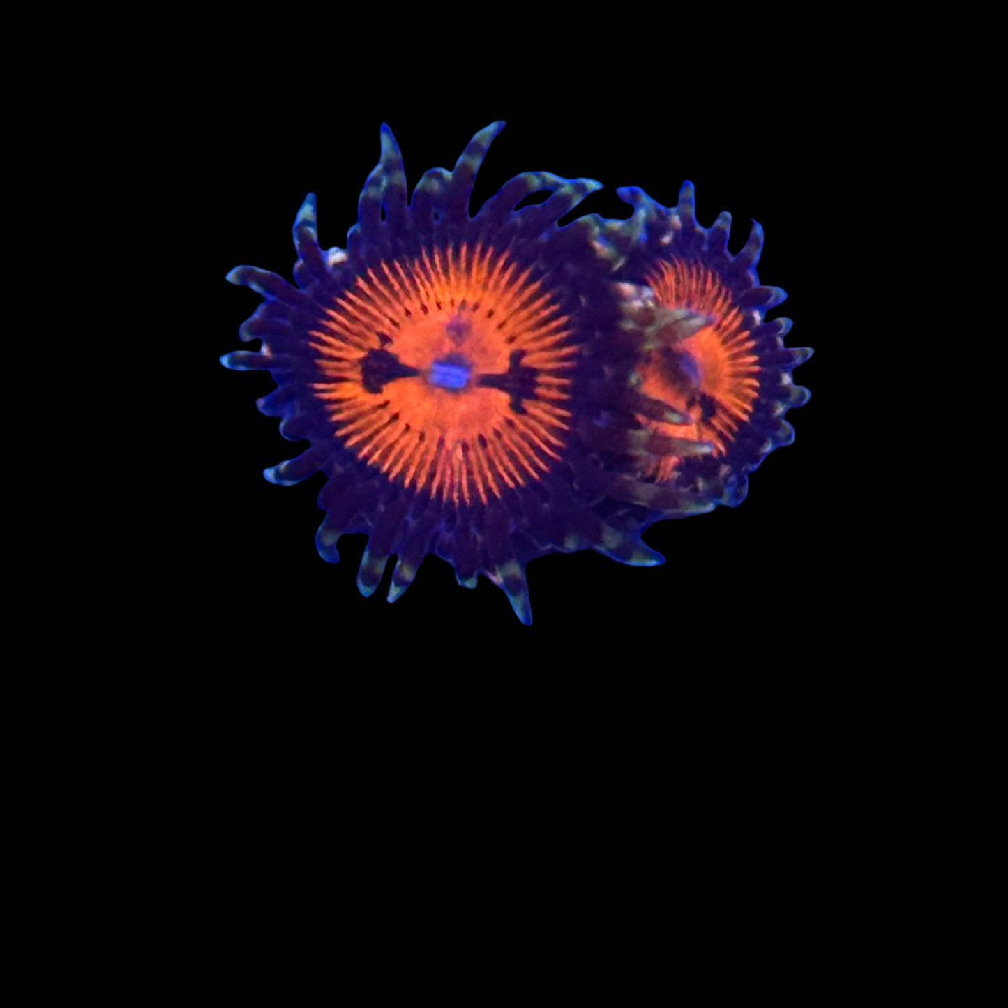 Bloodsucker Zoanthid
