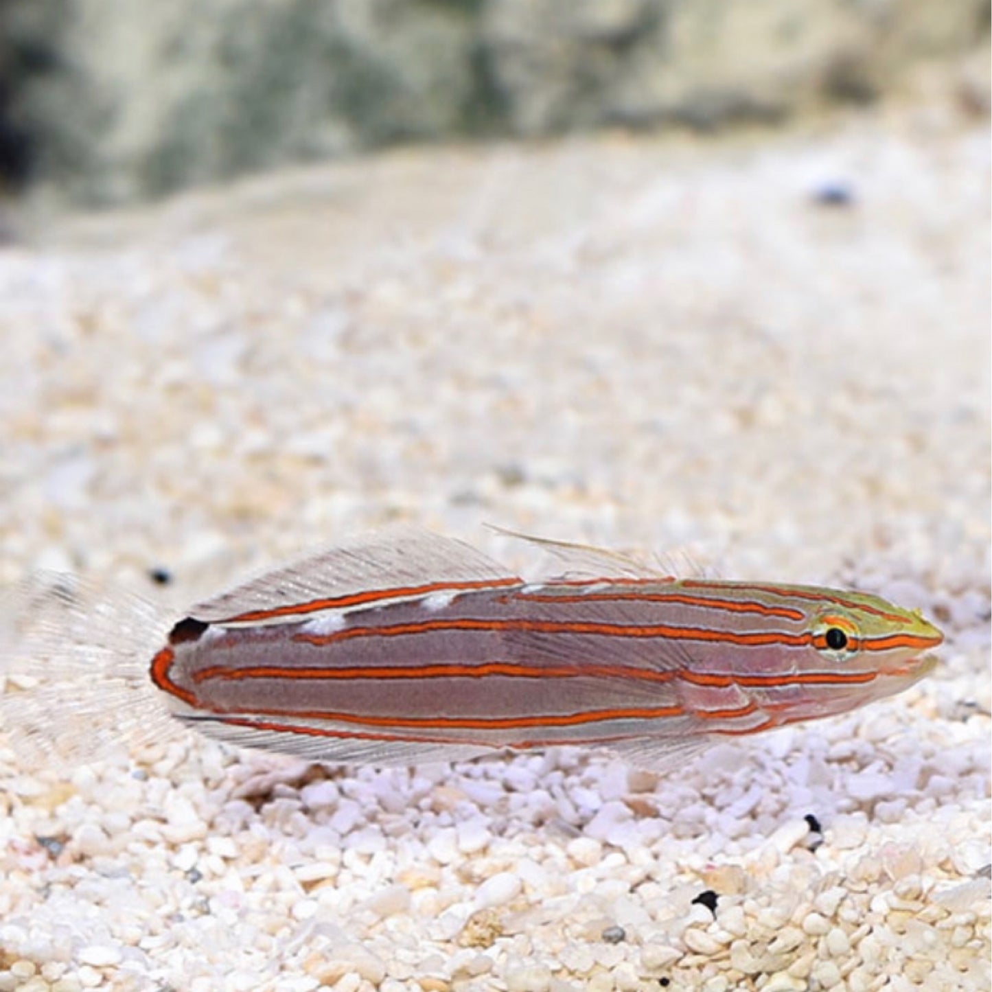 Biota Captive Bred Court Jester/Rainford's Goby (Koumansetta rainfordi)