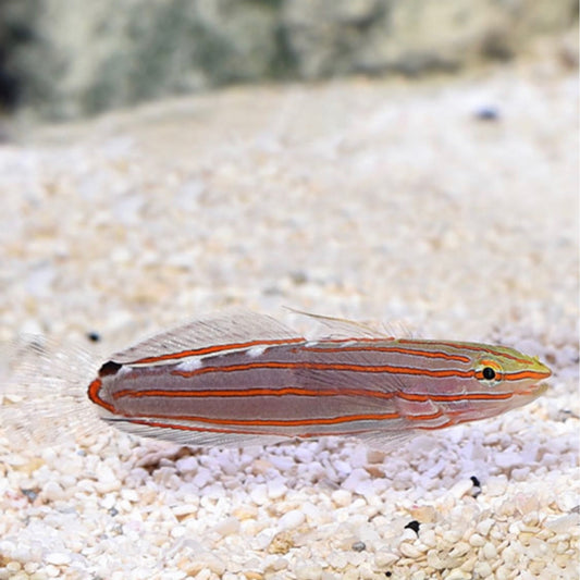 Biota Captive Bred Court Jester/Rainford's Goby (Koumansetta rainfordi)