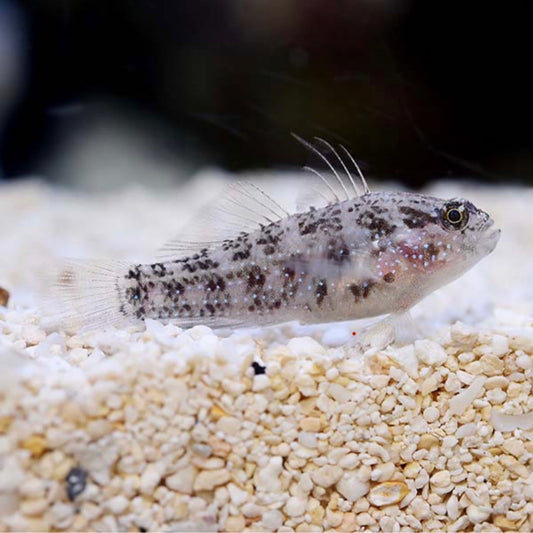 Biota Palau Captive Bred Starry Goby (Asterropteryx semipunctata)