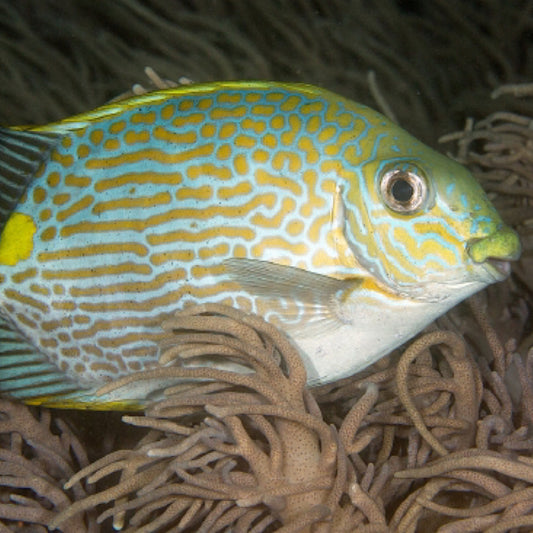 Biota Palau Captive-Bred Gold-lineed Rabbitfish (Siganus lineatus)