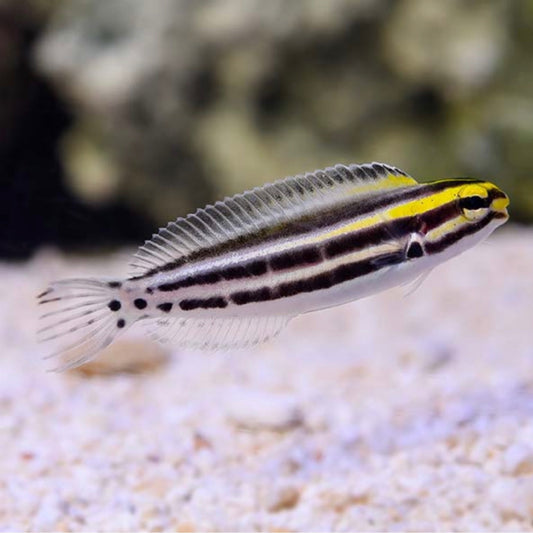 Biota Palau Captive-Bred Striped Blenny (Meiacanthus grammistes)