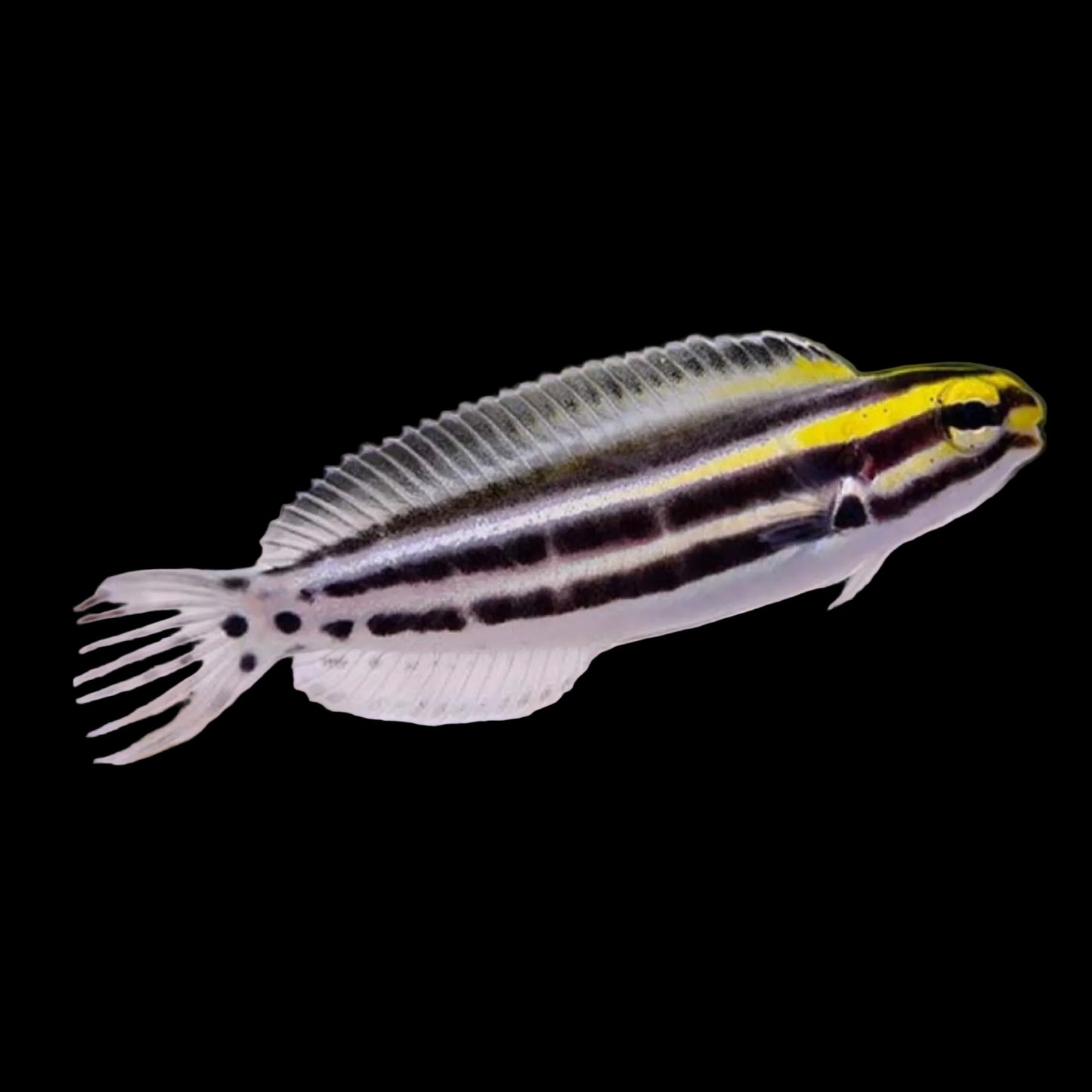 Biota Palau Captive-Bred Striped Blenny (Meiacanthus grammistes)