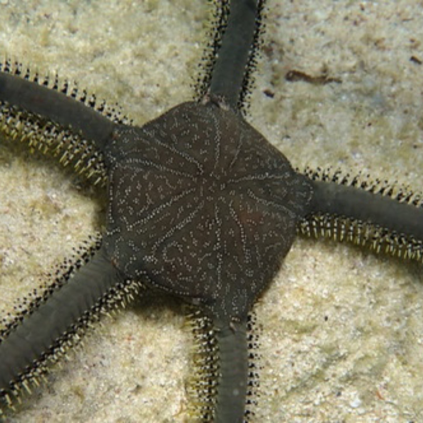 Green Brittle Starfish Lg