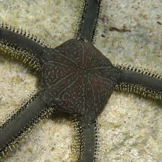 Green Fancy Brittle Starfish Lg
