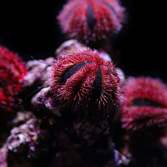Biota Captive Bred Tuxedo Sea Urchin Small