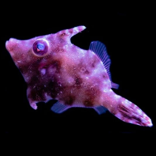 Biota Captive-Bred Aiptasia Kumakain ng Filefish Med