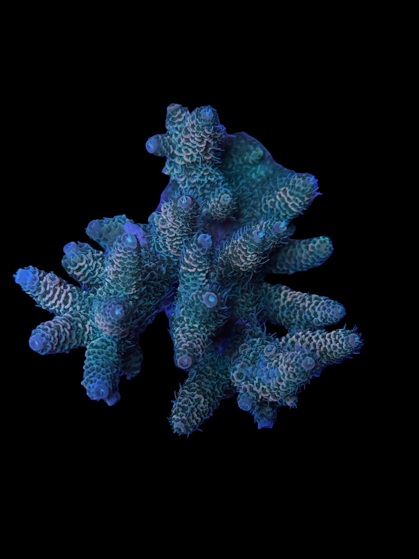Indo Acropora Wysiwyg 5