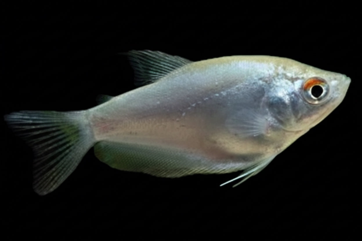 Moonbeam Gourami