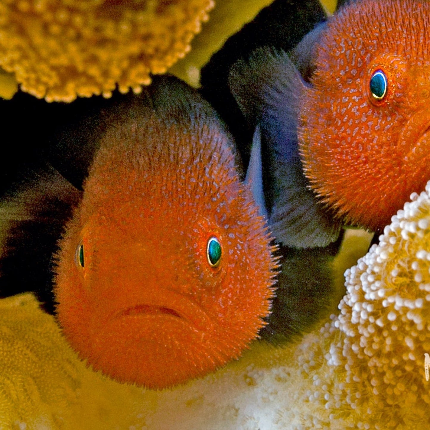 Red Headed Coral Croucher Goby