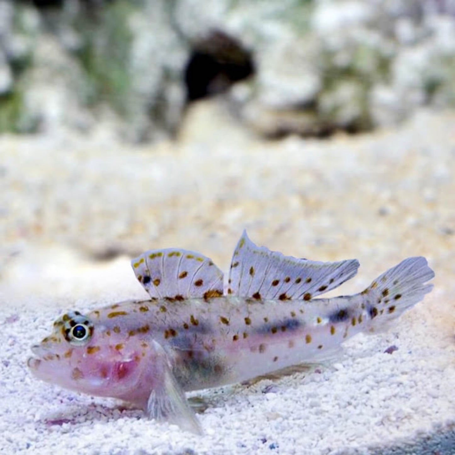 Fusi Goby