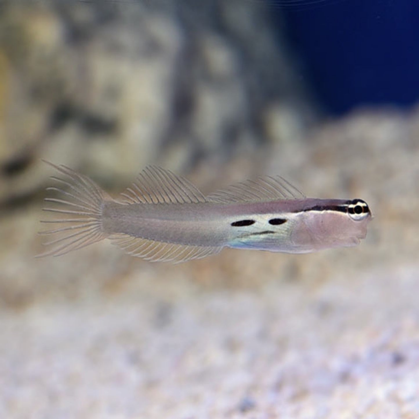 Two spot Blenny