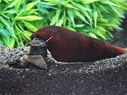 Lava Snail