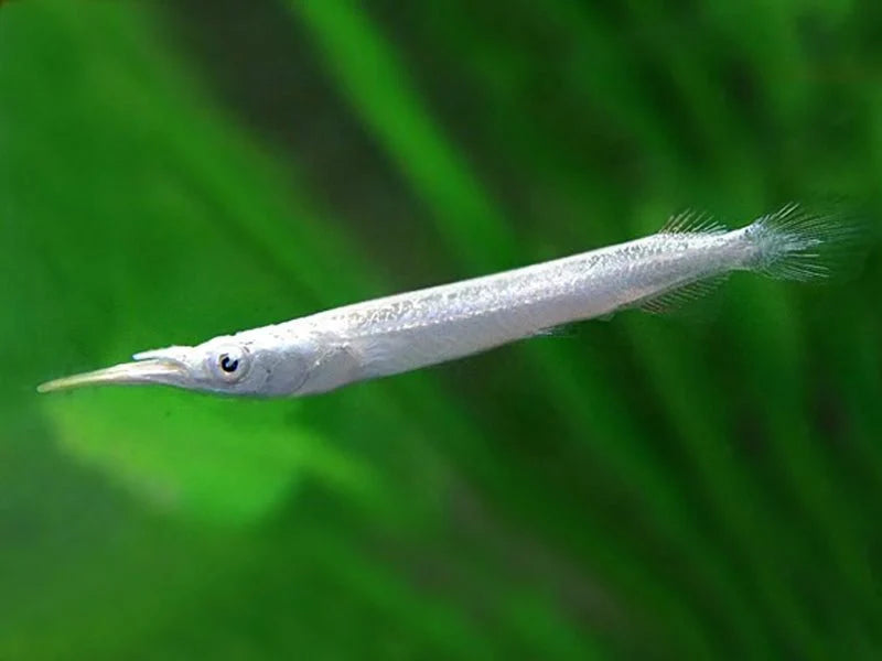 Platinum wrestling halfbeak