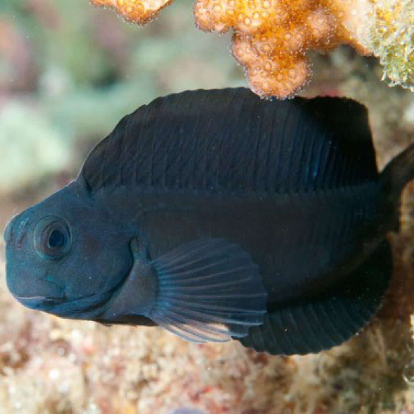 Black Sailfin Blenny