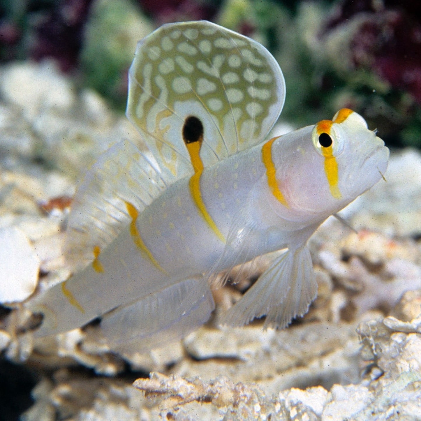 Randalls Shrimp Goby