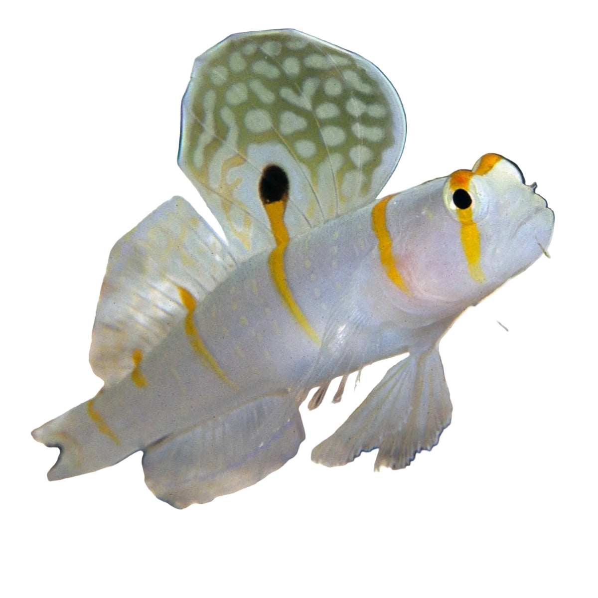 Randalls Shrimp Goby Sm Concrete Blonde Aquatics