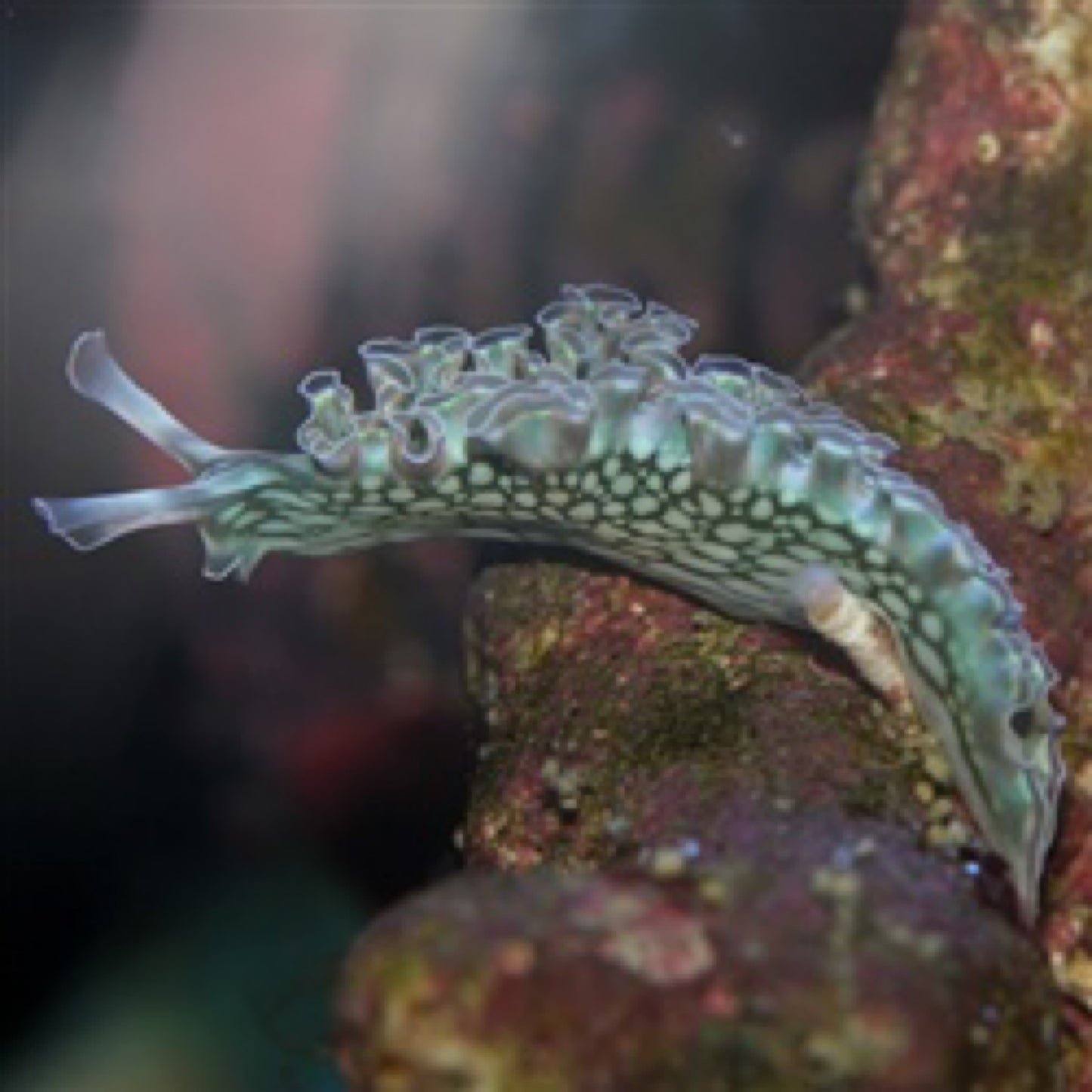Lettuce Nudibranch