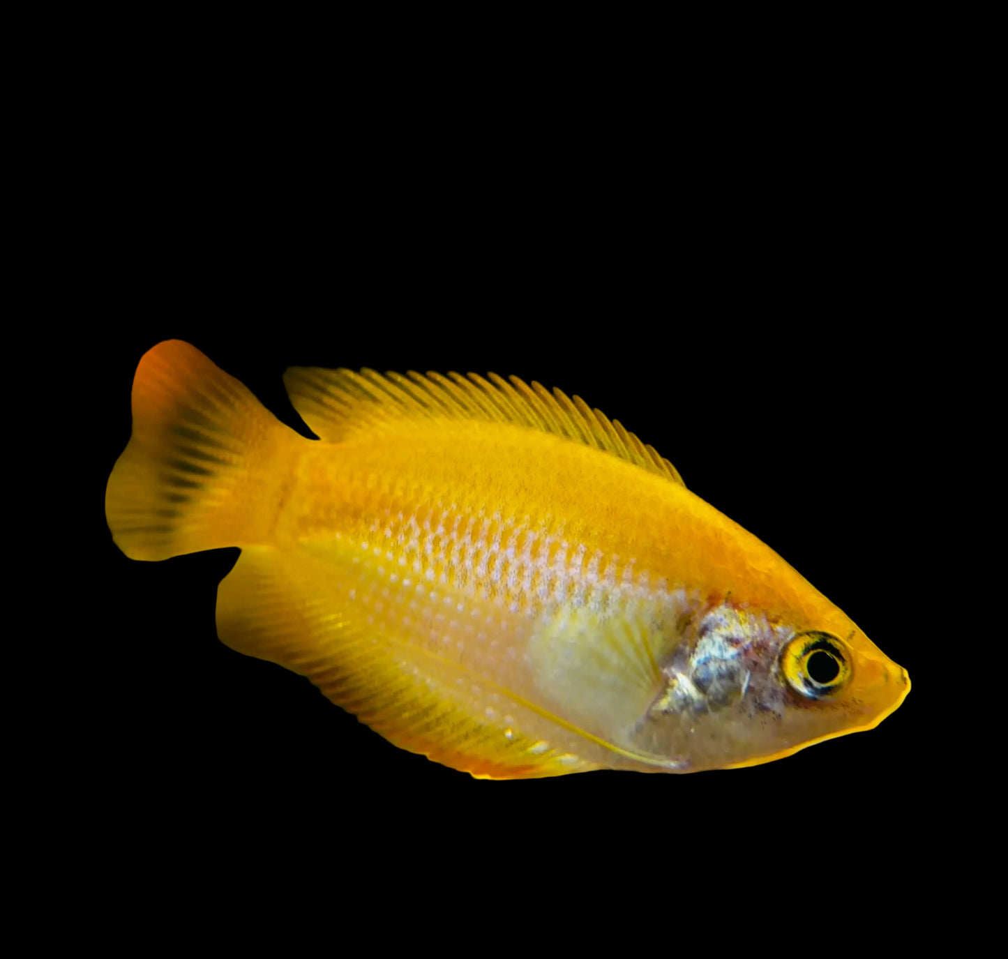Dwarf Honey Gourami (T. Chuna)