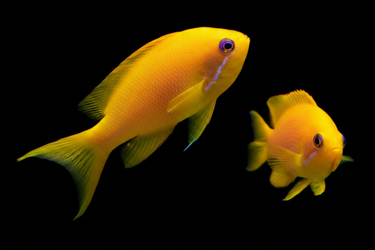 Squareback Anthias