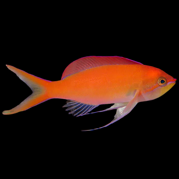 Dispar Anthias Female
