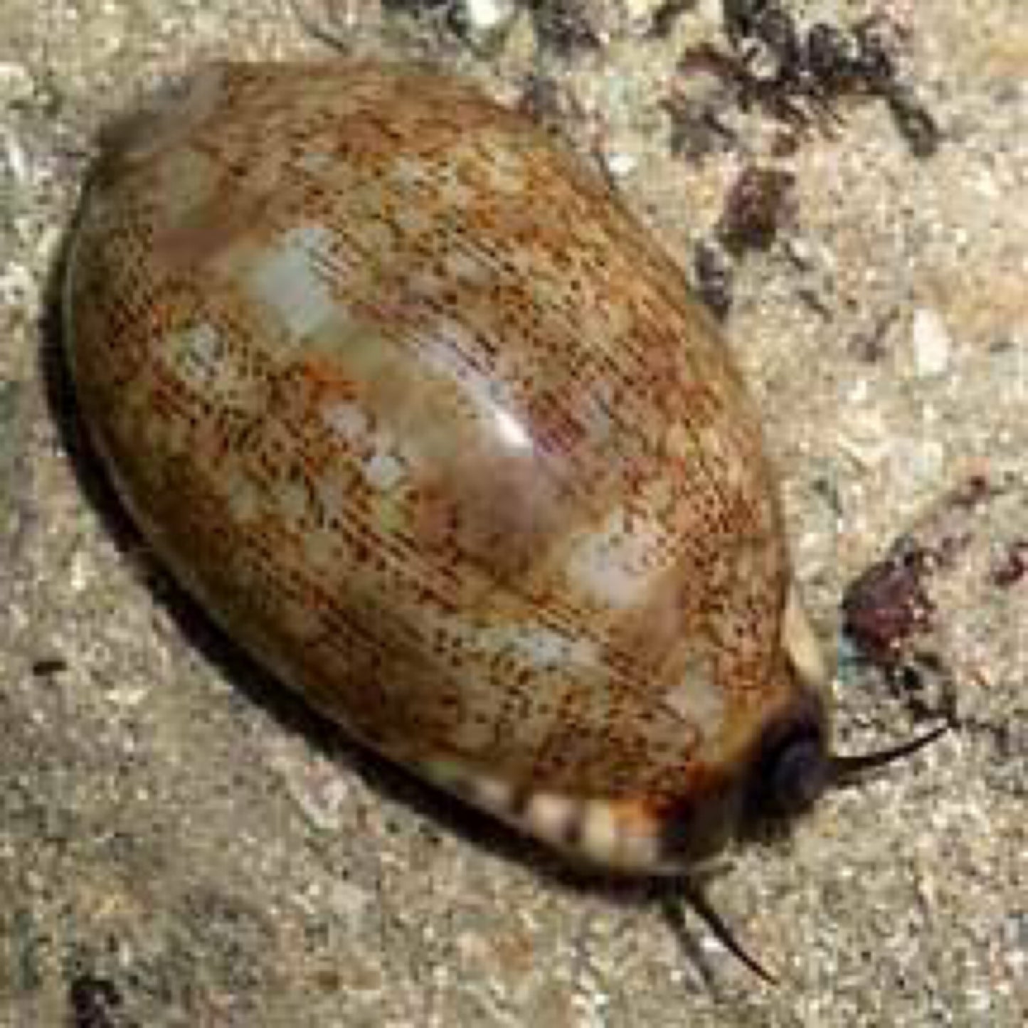 Arabian Cowrie