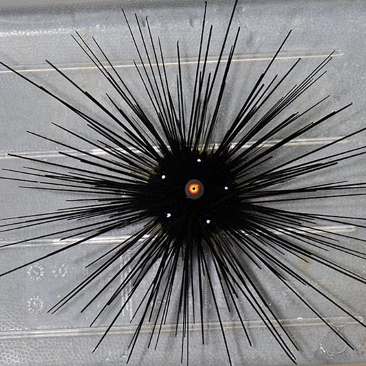 Orange eye Longspine Sea Urchin Lg
