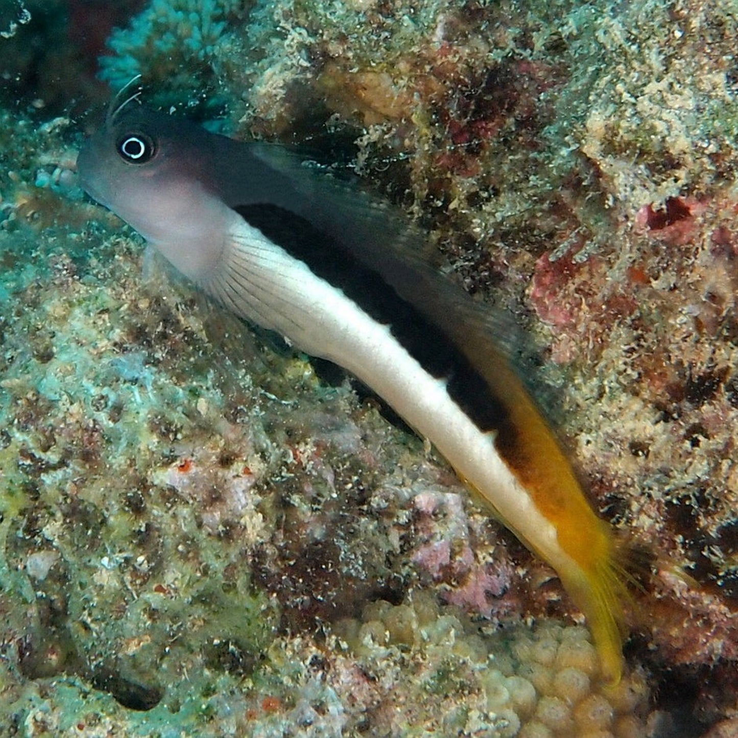 Ecsenius Bi-Colour Blenny