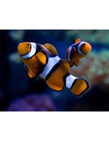 Captive Bred Black Edge True Percula