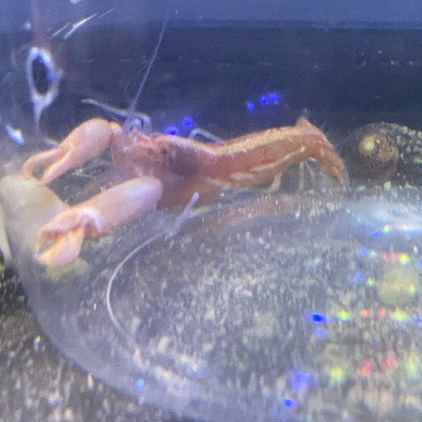 Red Pistol Shrimp