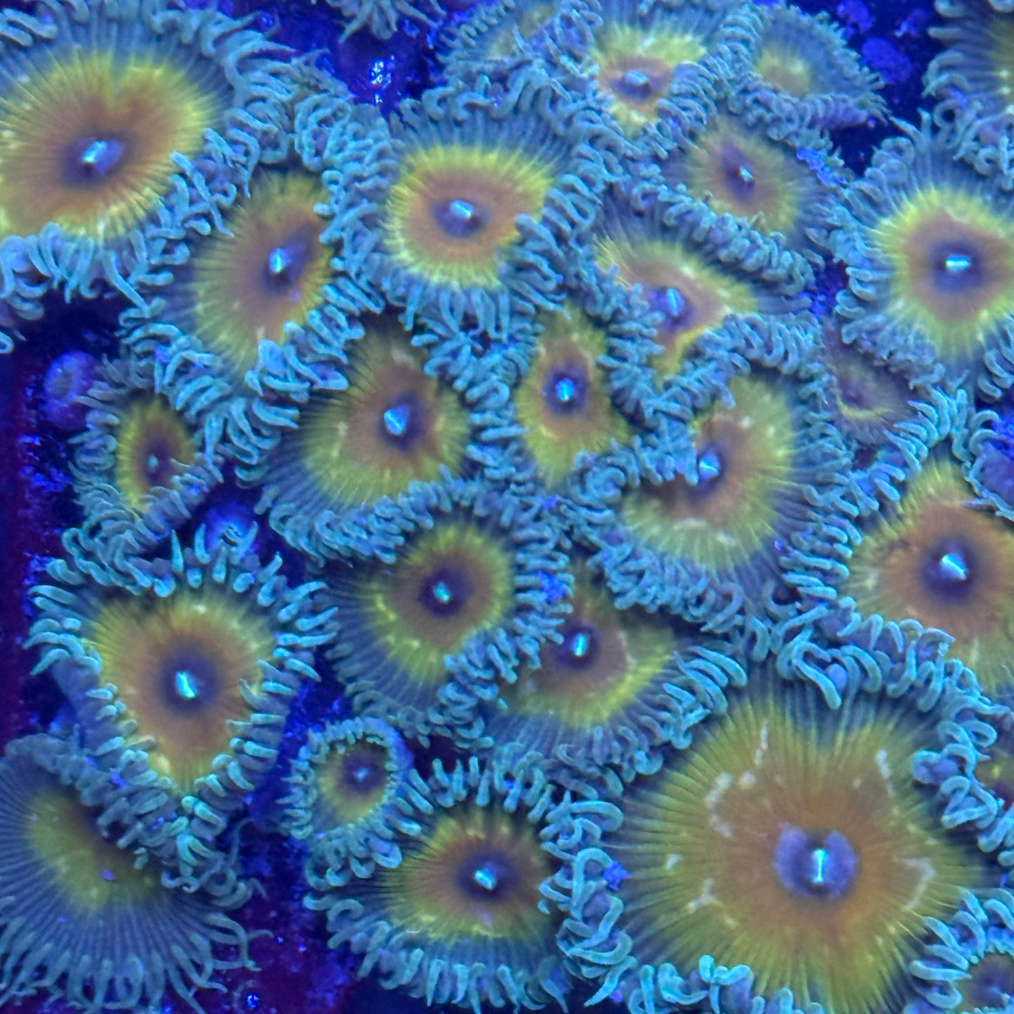 Captain Jerk Zoanthid