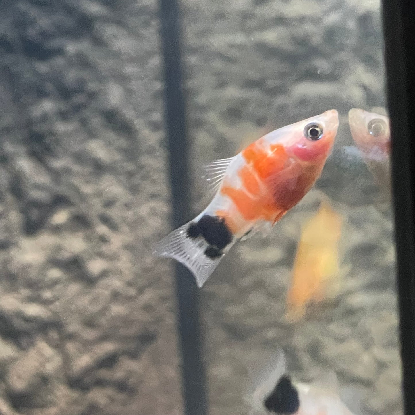 Mickey Mouse Tiger Platy