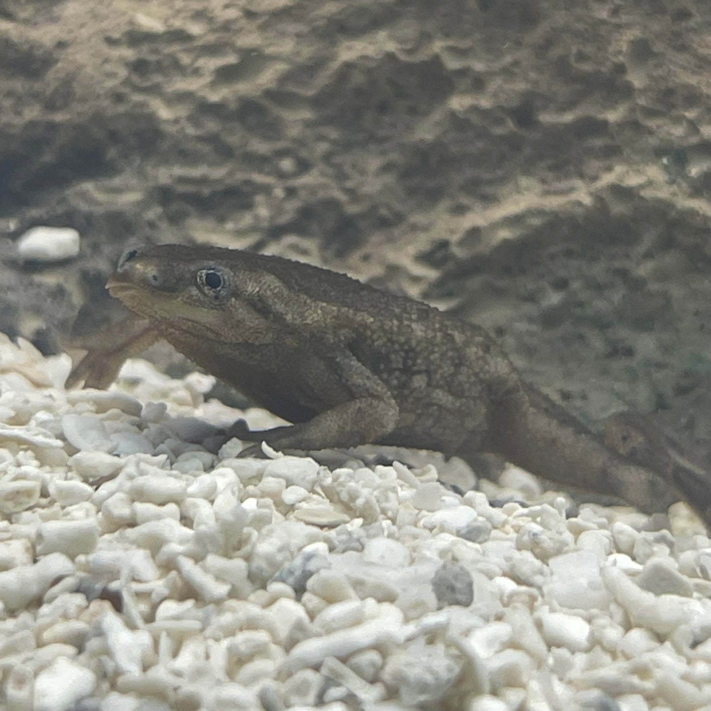 African Dwarf Frog
