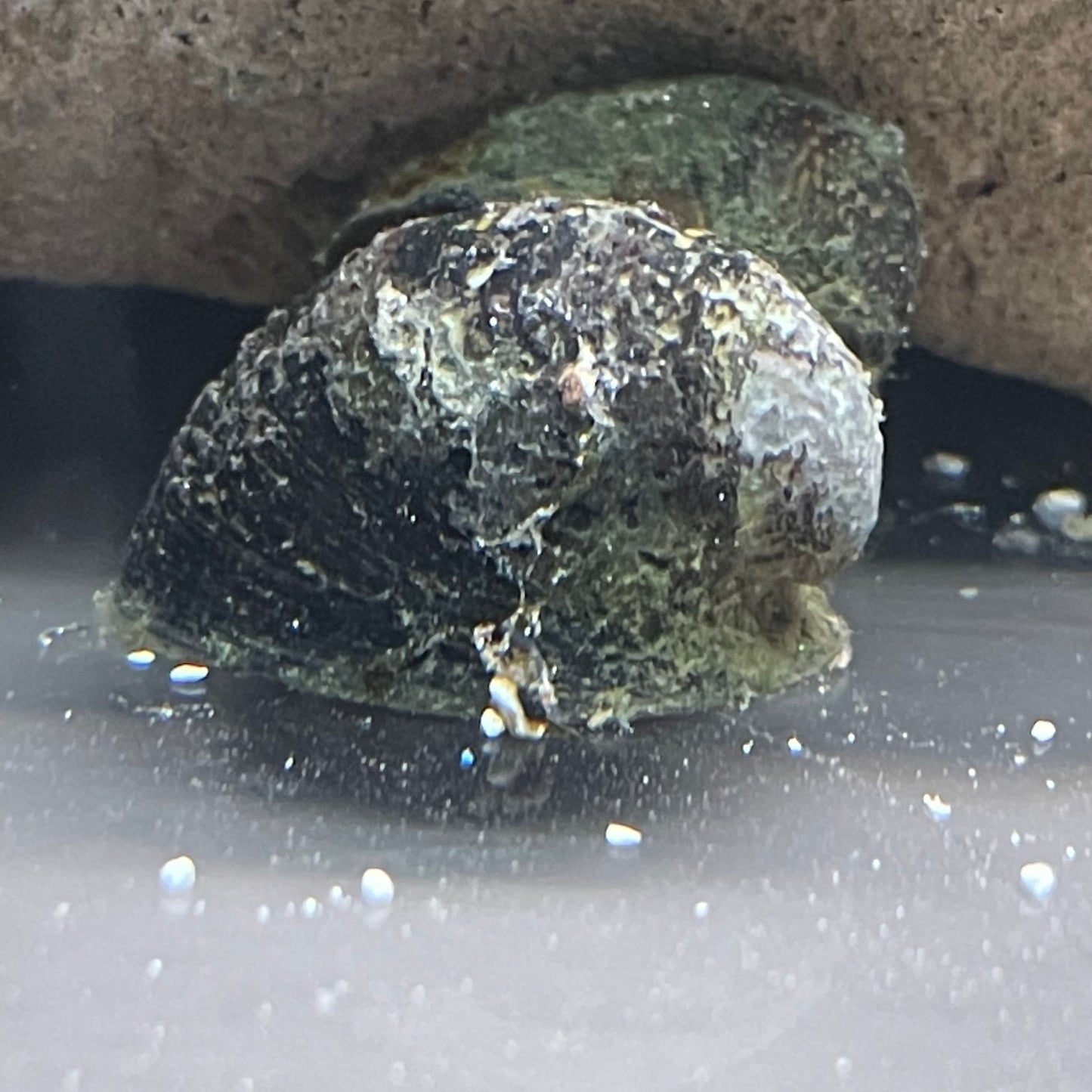 Red Lips Nerite Snail