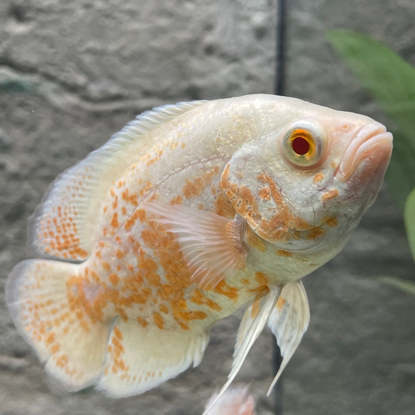Albino Red Tiger Oscar