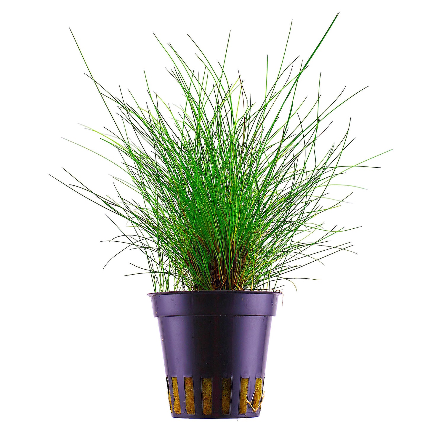 Tropica Eleocharis Parvula