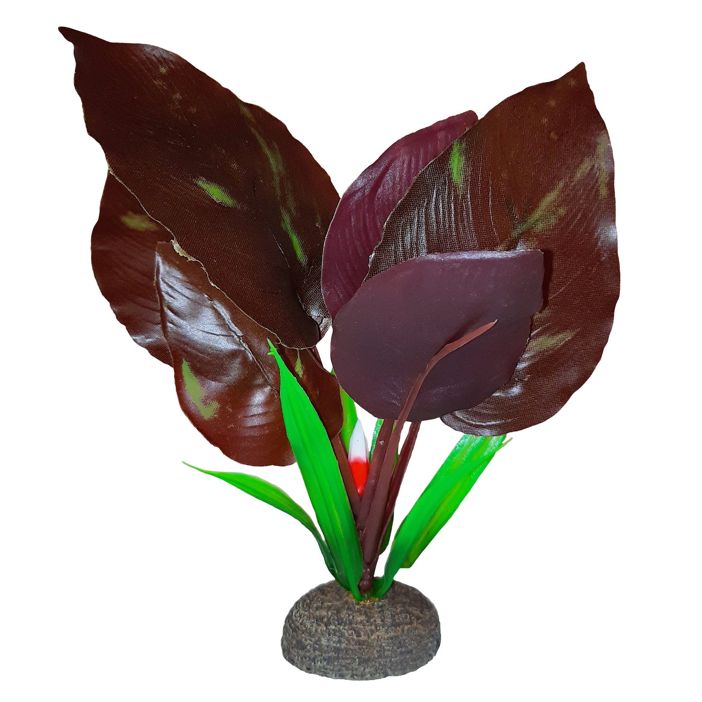 Betta Premium Red Lizard Plant, 6 in / 15 cm