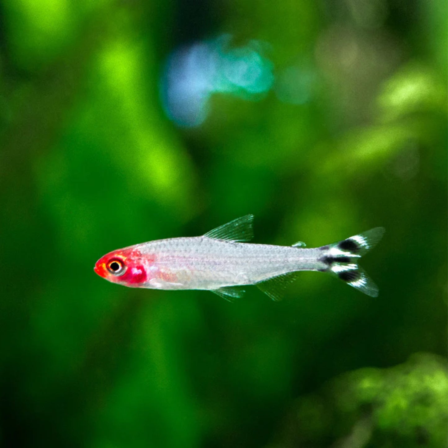 Red Rummy Nose Tetra