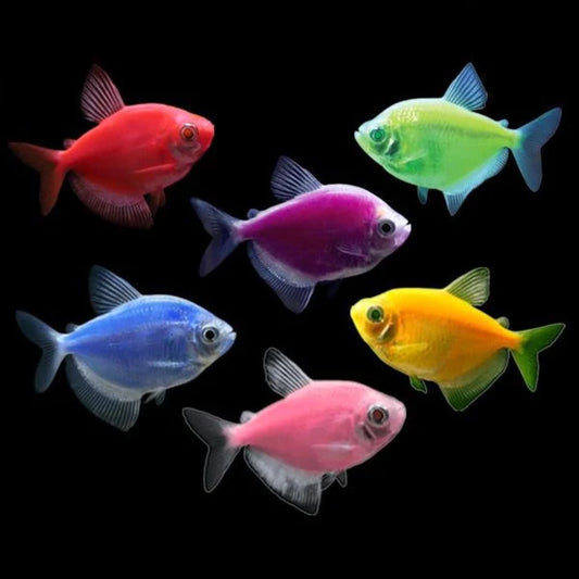Glofish Tetra Sari-saring kulay