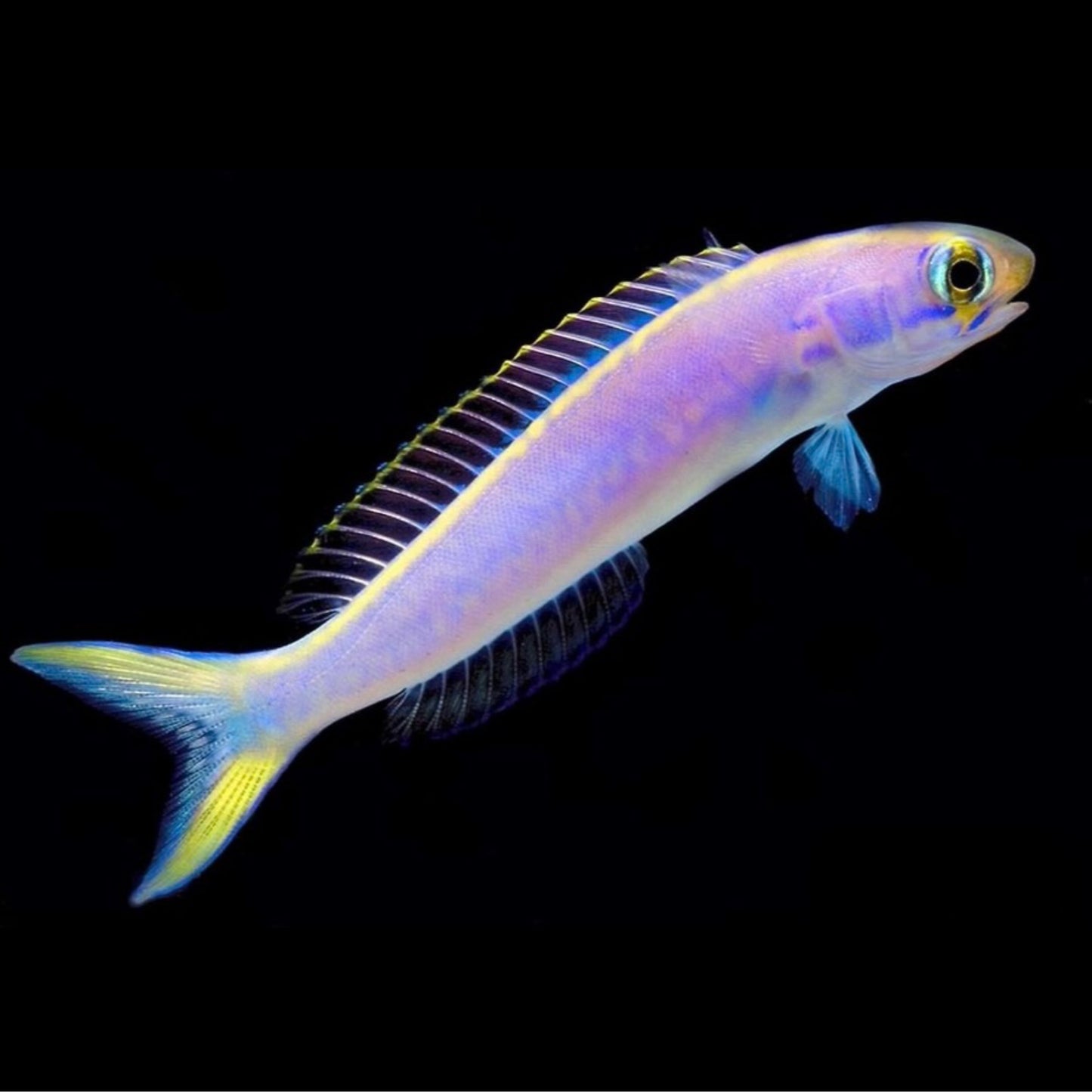 Flashing Tilefish