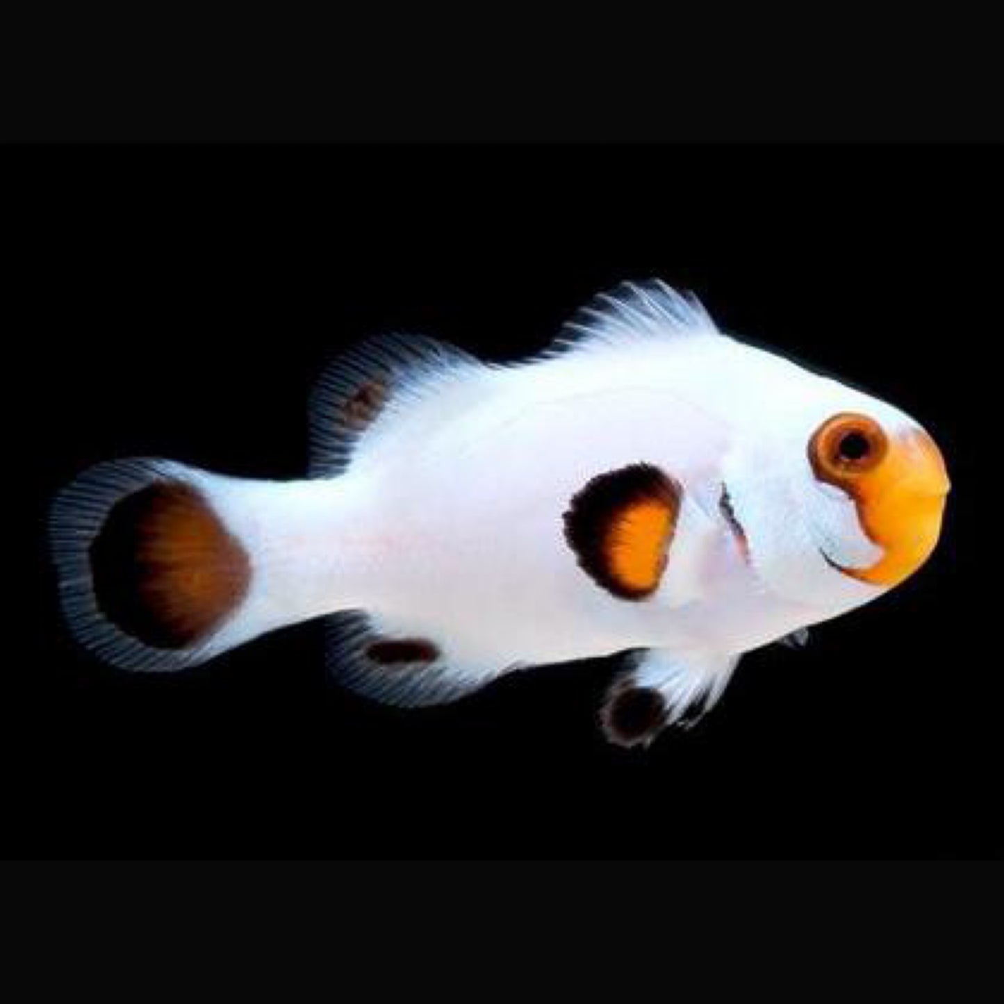 Captive Bred Platinum Ocellaris Clownfish