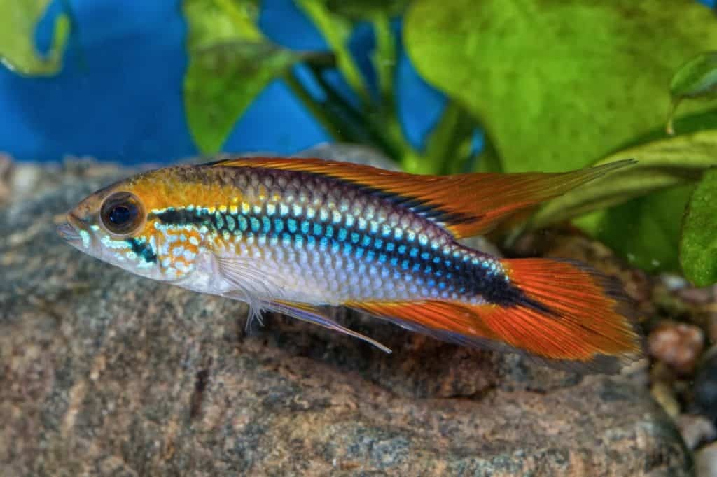 Agassizi Dwarf Cichlid - Apistogramma agassizi