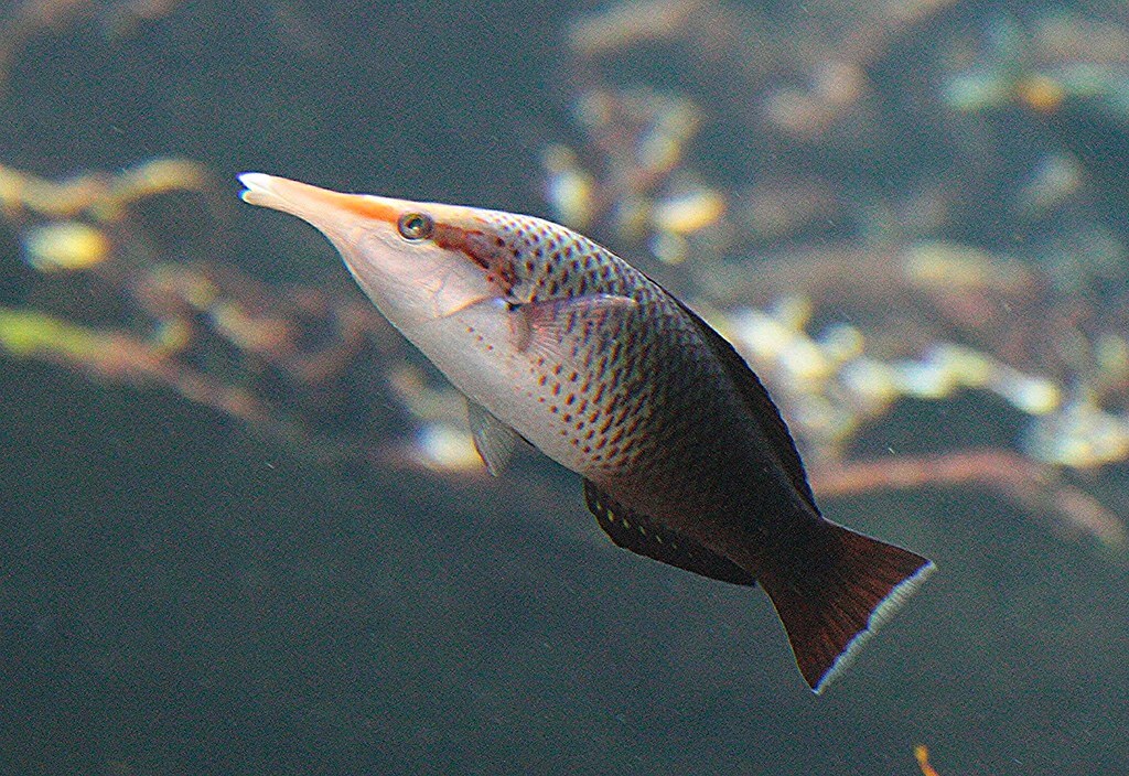 Green Bird Wrasse Babae